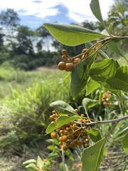 Auranticarpa rhombifolia
