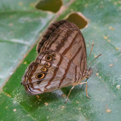 Magneuptychia lethra