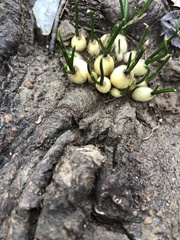 Ornithogalum umbellatum