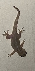 Hemidactylus mabouia