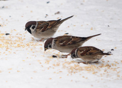 Passer montanus