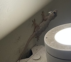 Hemidactylus mabouia