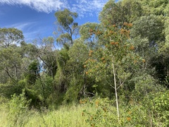 Auranticarpa rhombifolia