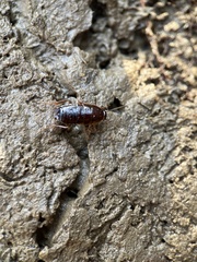 Parcoblatta pennsylvanica