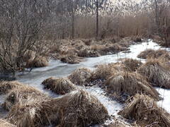 Persicaria perfoliata