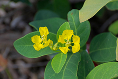 Stigmaphyllon paralias