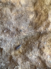 Leptophlebia