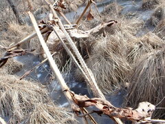 Persicaria perfoliata