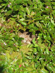 Zonotrichia albicollis