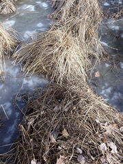 Persicaria perfoliata