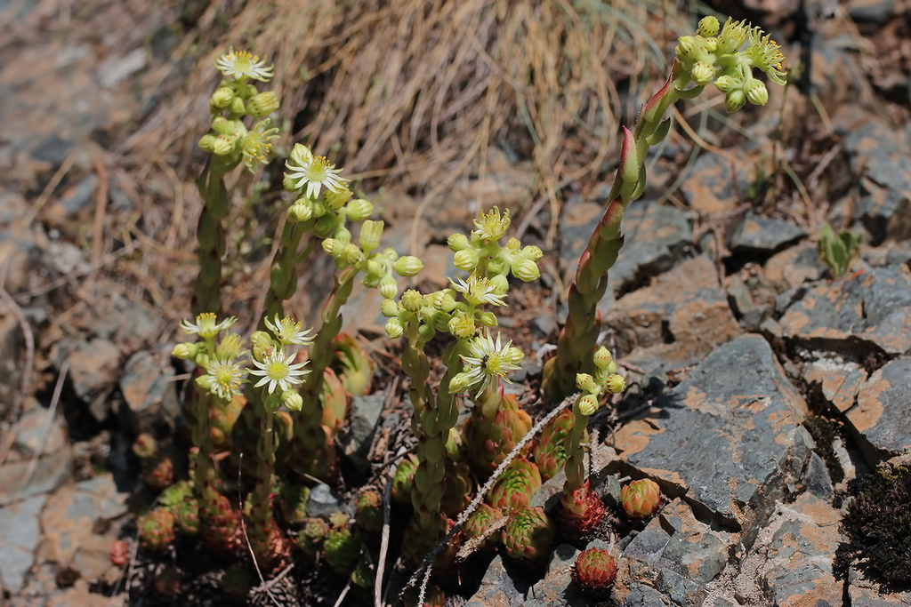 Sempervivum staintonii