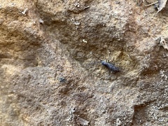 Leptophlebia