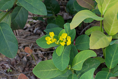 Stigmaphyllon paralias