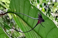Macracantha arcuata