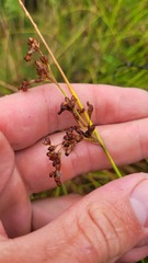 Juncus pauciflorus