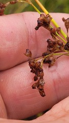 Juncus pauciflorus