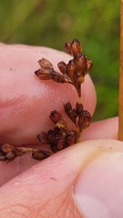 Juncus pauciflorus