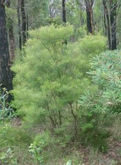 Banksia spinulosa