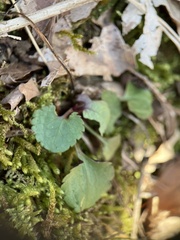 Ranunculus abortivus