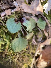 Ranunculus abortivus