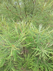 Banksia spinulosa