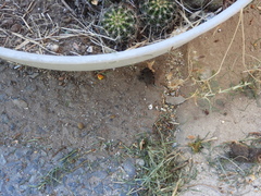 Scotobius pilularius