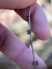 Neolasioptera boehmeriae