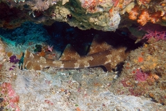 Orectolobus leptolineatus