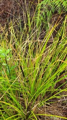Carex appressa