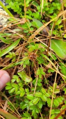 Acaena microphylla pauciglochidiata