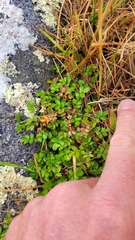 Acaena microphylla pauciglochidiata