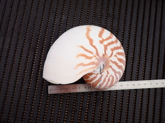 Nautilus