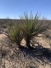Yucca torreyi