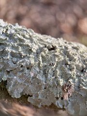 Punctelia missouriensis