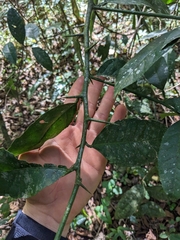 Citrus × taitensis