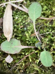 Micranthes virginiensis