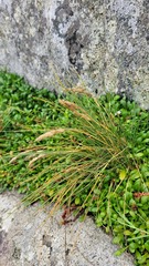 Poa astonii