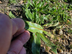 Plagiobothrys arizonicus