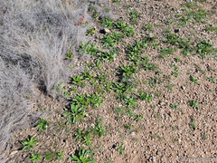 Plagiobothrys arizonicus