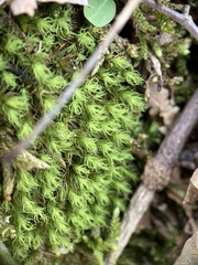 Bartramia pomiformis