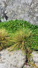 Poa astonii