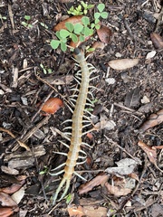Scolopendra aztecorum