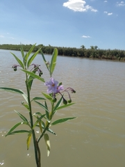 Solanum glaucophyllum