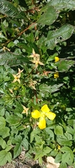 Ludwigia elegans