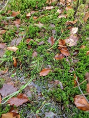 Campylopus flexuosus