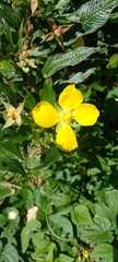 Ludwigia elegans