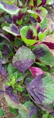Amaranthus tricolor
