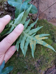 Polypodium cambricum