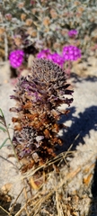 Aphyllon cooperi