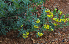 Securigera orientalis